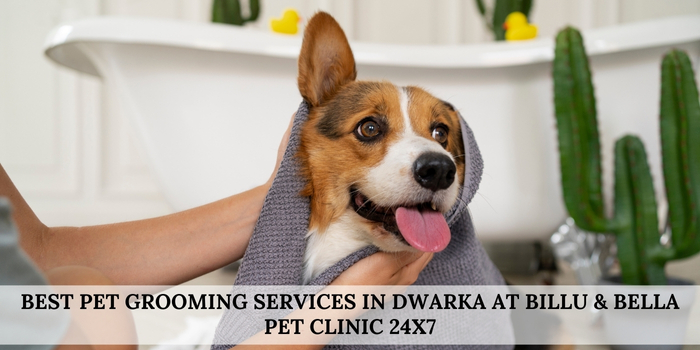 Pet Grooming Services in Dwarka