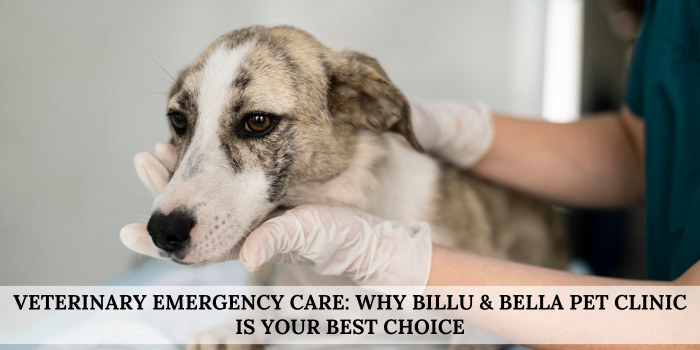 Veterinary Emergency Care