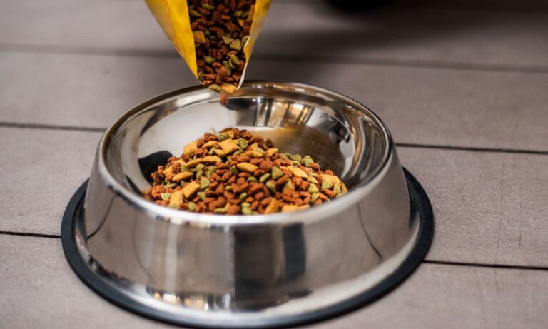 How to Choose the Right Food for Your Dog or Cat