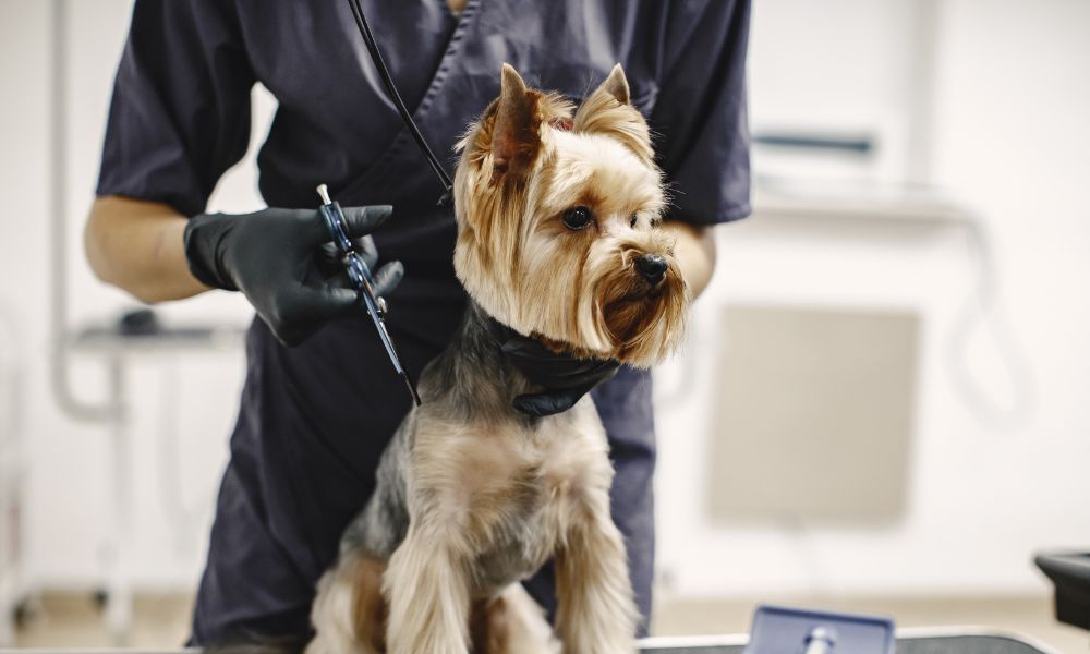 Professional Grooming vs Home Grooming – What’s Better