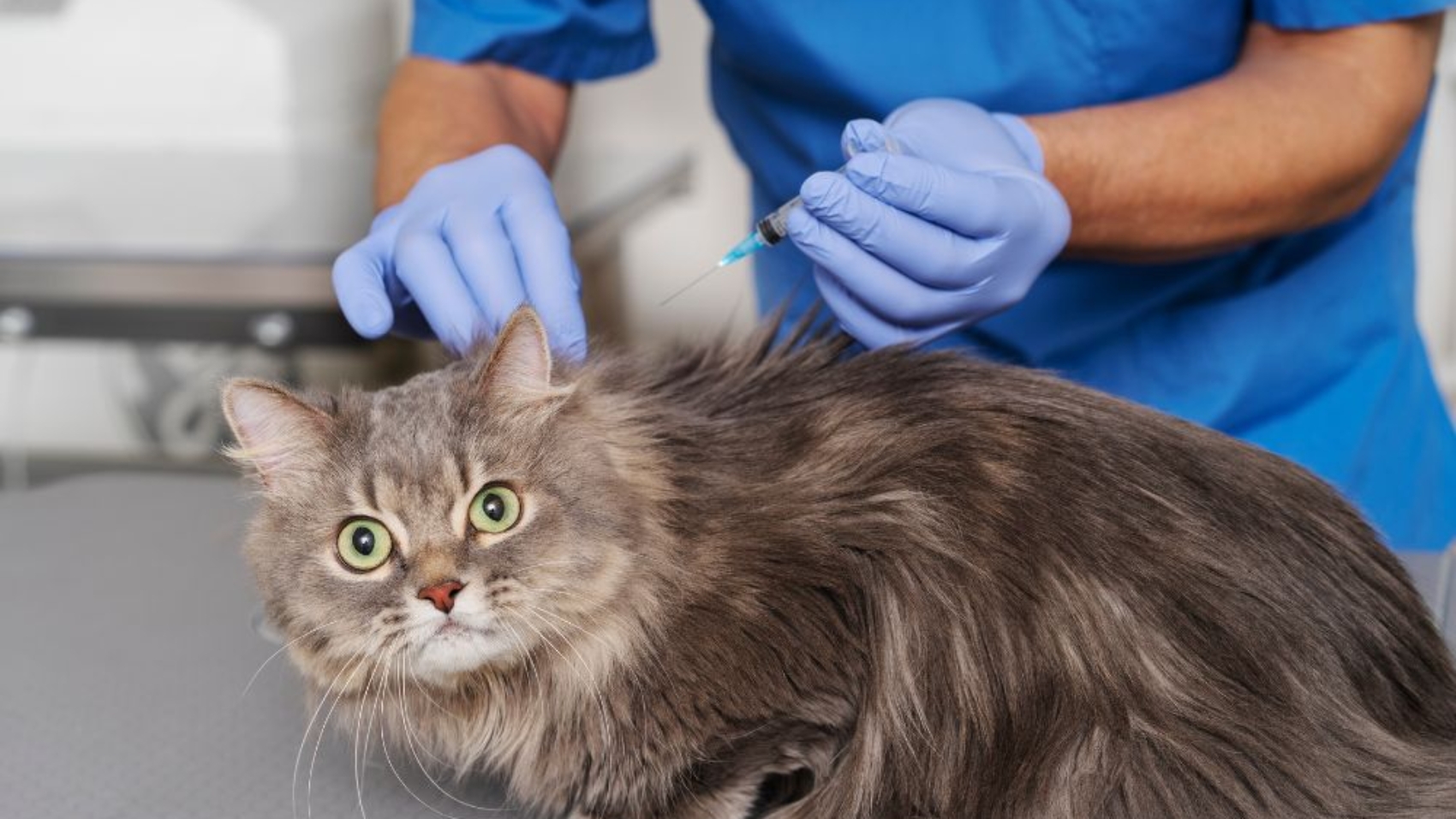 What Happens If Pet Vaccinations Are Missed or Delayed