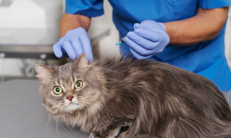 What Happens If Pet Vaccinations Are Missed or Delayed