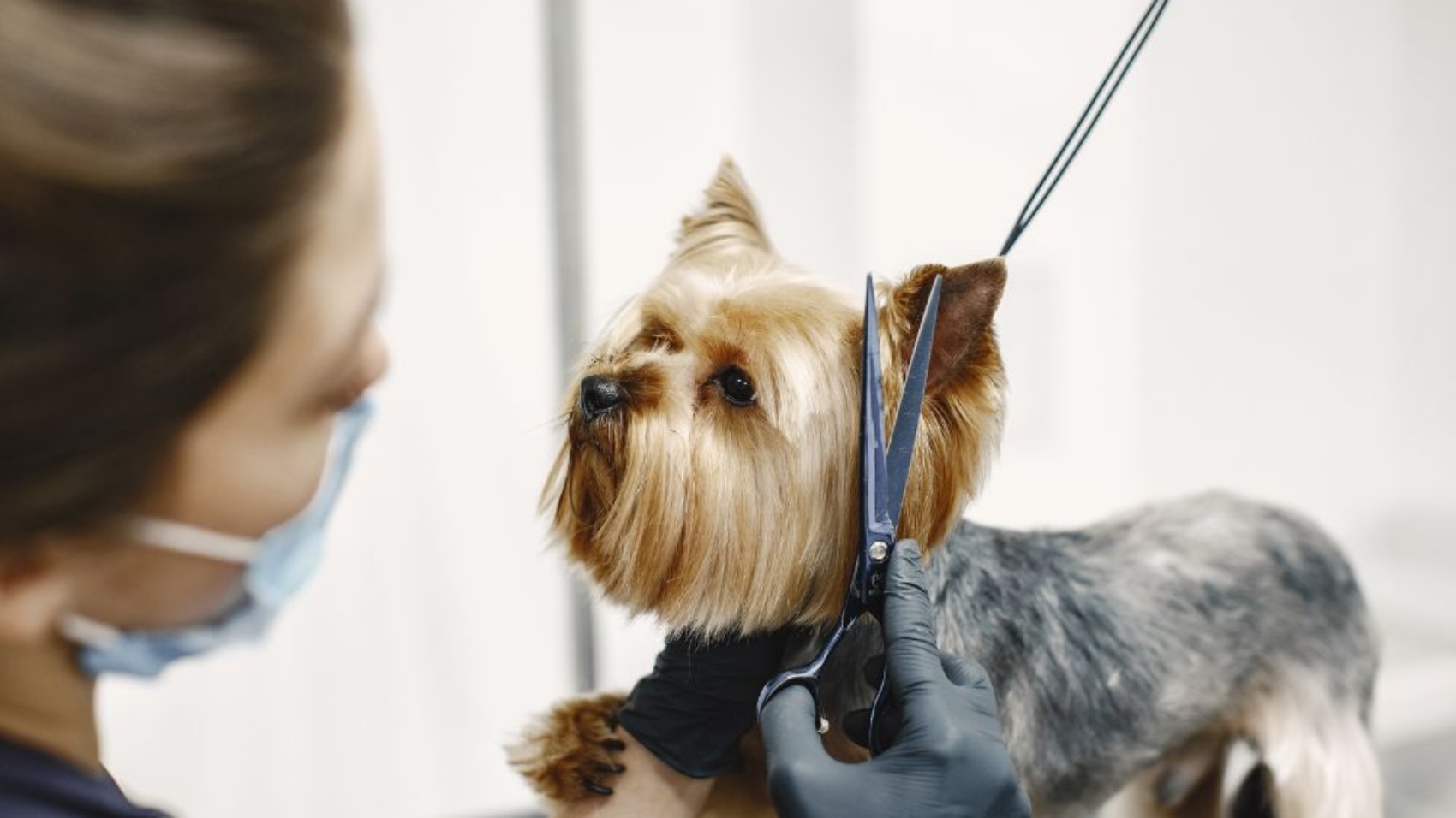 Best Veterinary Consultants for Pet Grooming, Diet, and Health Advice in Delhi