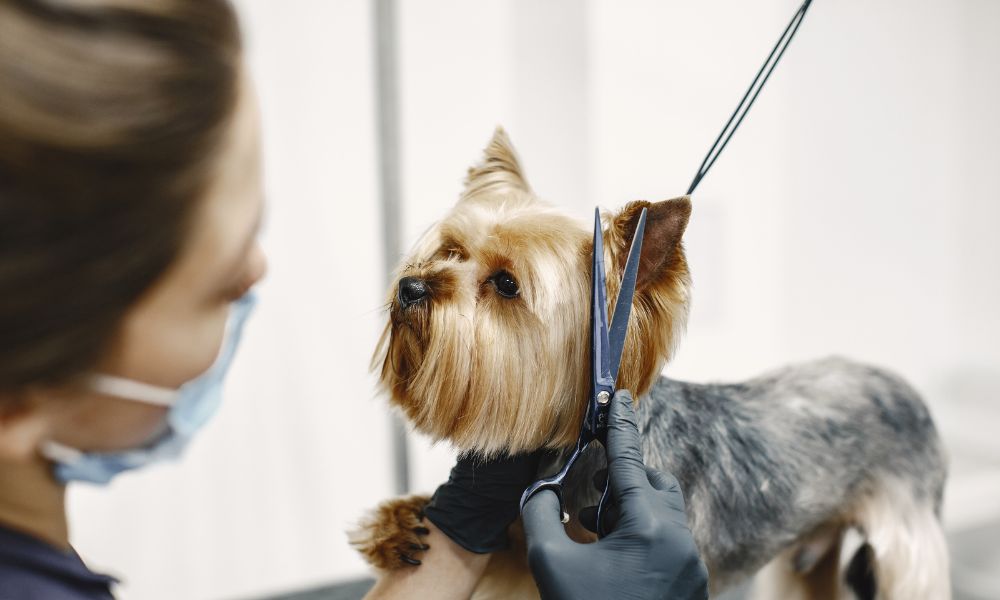 Best Veterinary Consultants for Pet Grooming, Diet, and Health Advice in Delhi