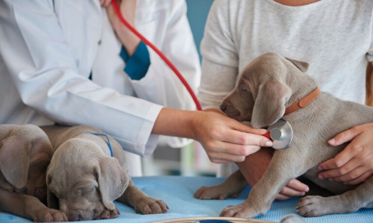 How Regular Vet Checkups Keep Your Pet Healthy and Happy