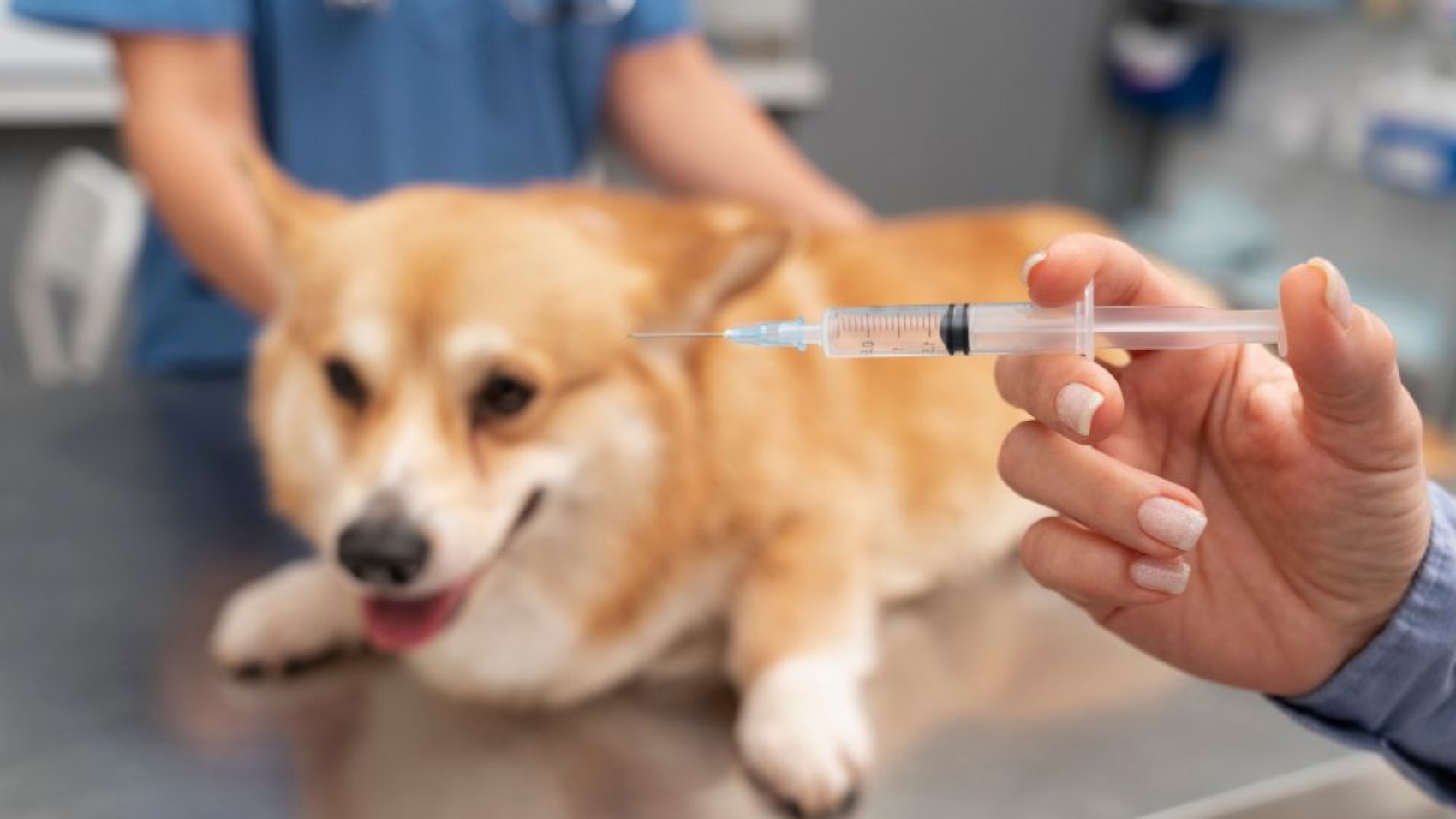 How Vaccinations Protect Dogs and Cats from Serious Diseases