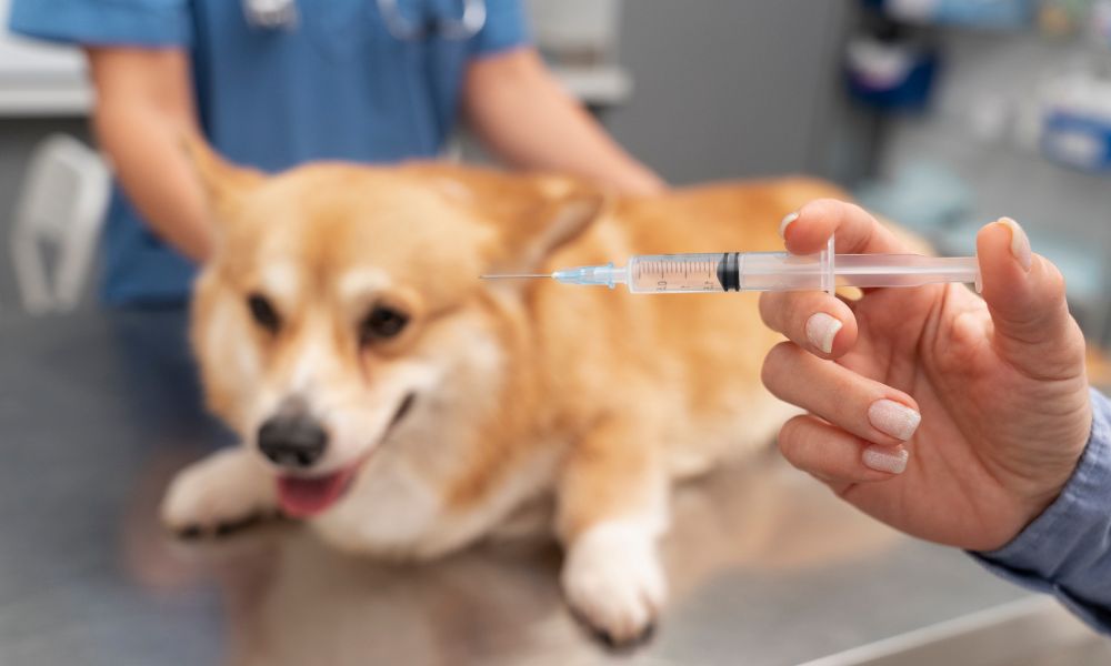 How Vaccinations Protect Dogs and Cats from Serious Diseases