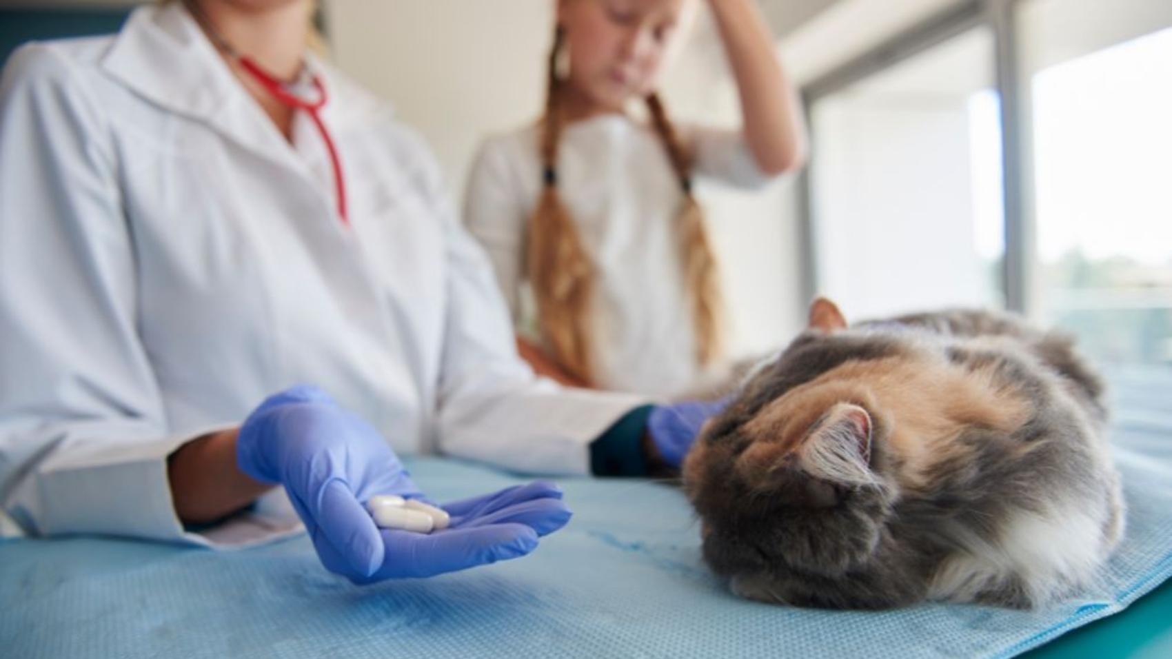 How to Choose the Right Exotic Pet Treatment Complete Guide