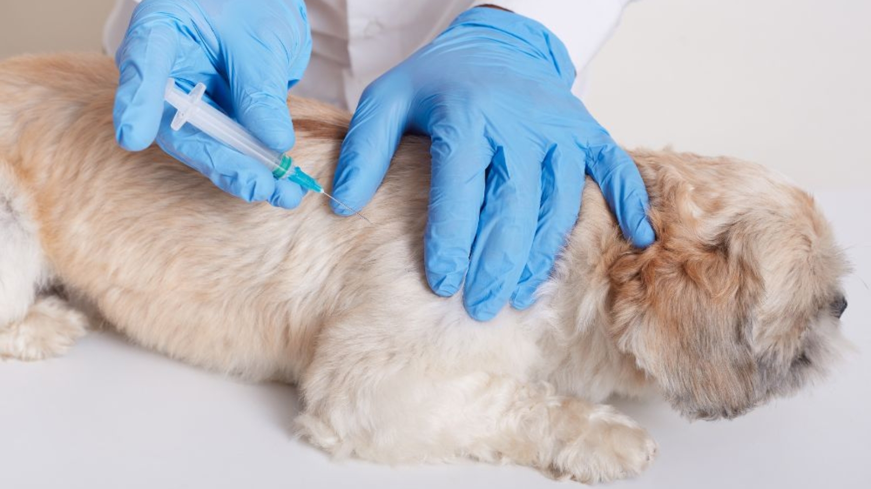 Why Vaccinations Are Essential for Dogs and Cats