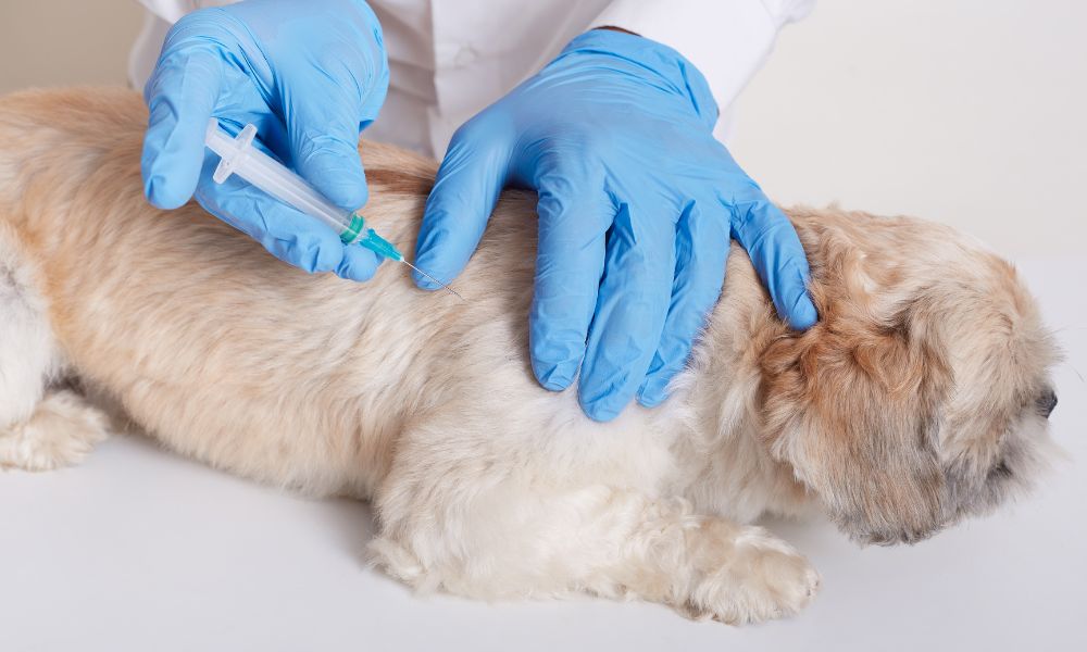Why Vaccinations Are Essential for Dogs and Cats