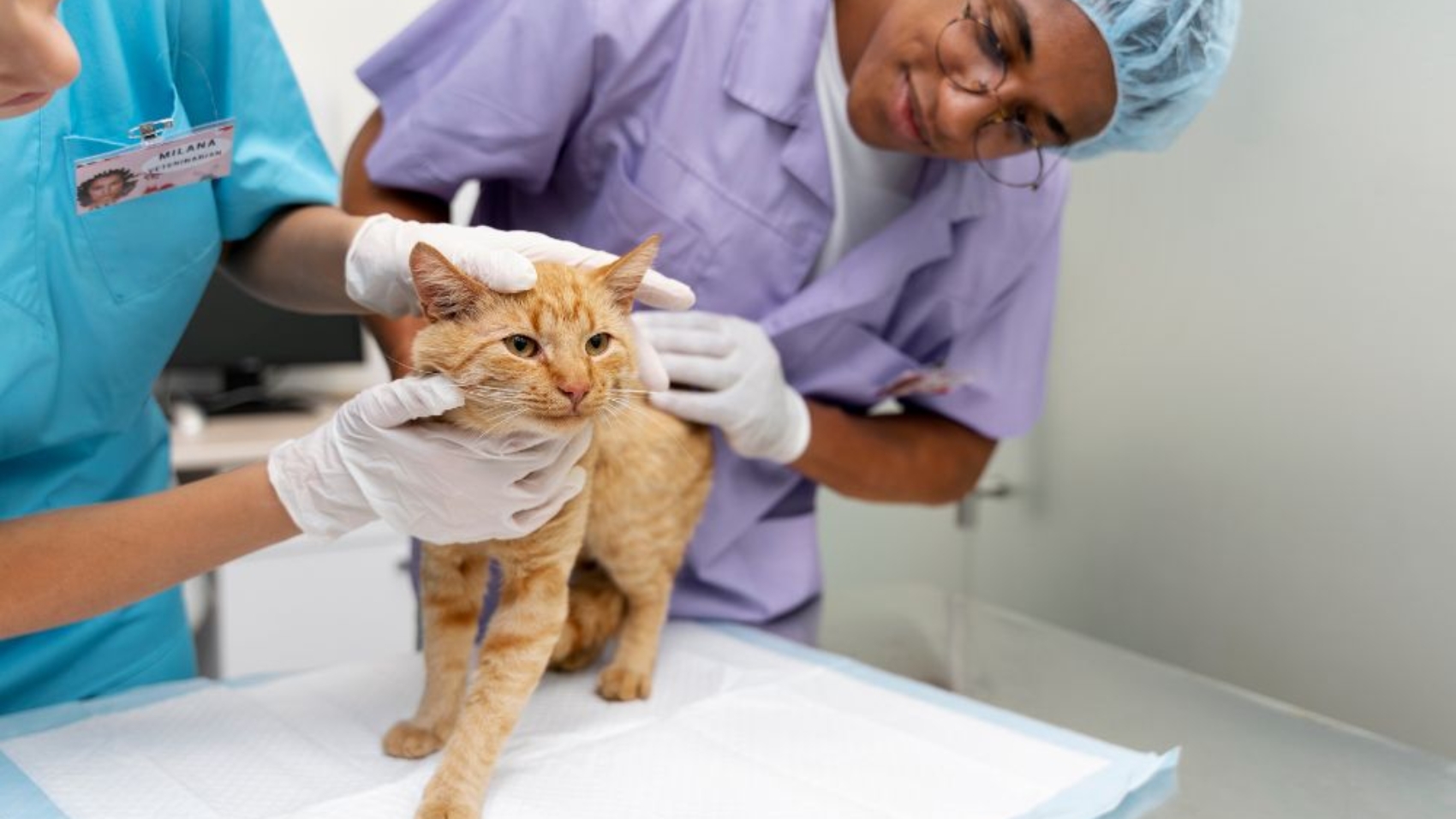 Post-Surgery Care for Pets Tips to Help Them Recover Faster