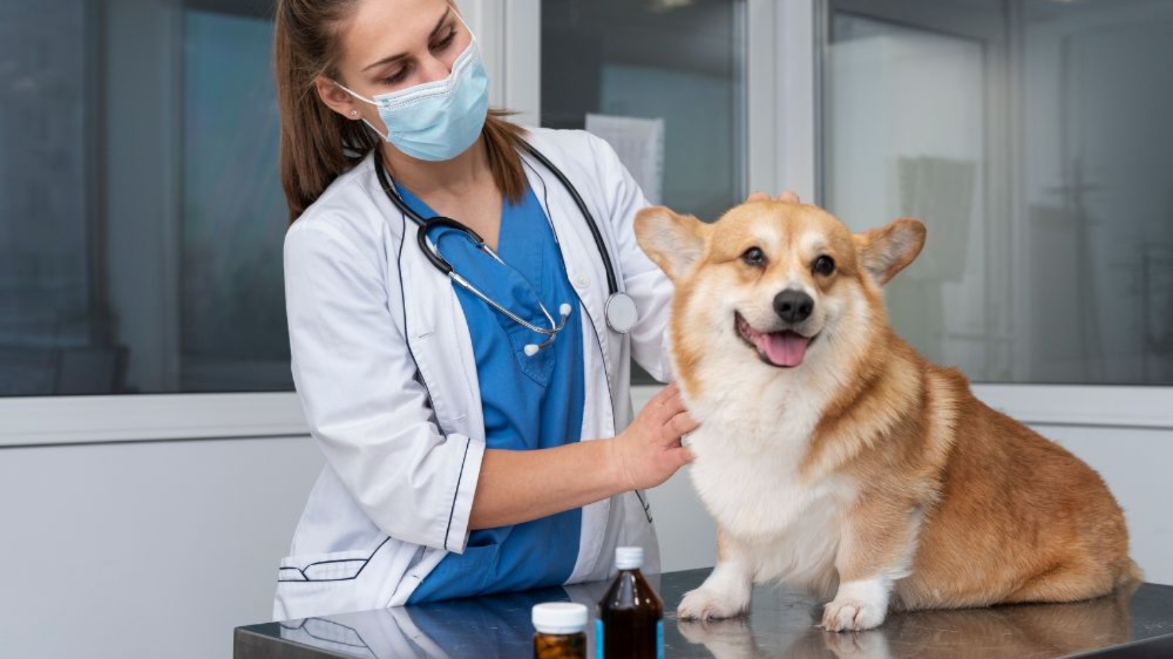 Senior Pet Care How Veterinary Clinics Can Help Your Aging Pet