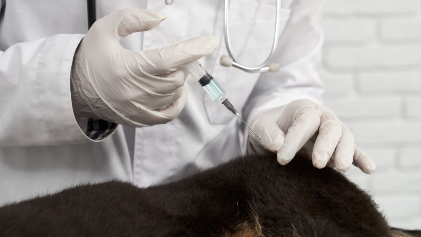 Top 10 Vaccinations Every Pet Should Get