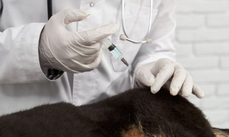 Top 10 Vaccinations Every Pet Should Get