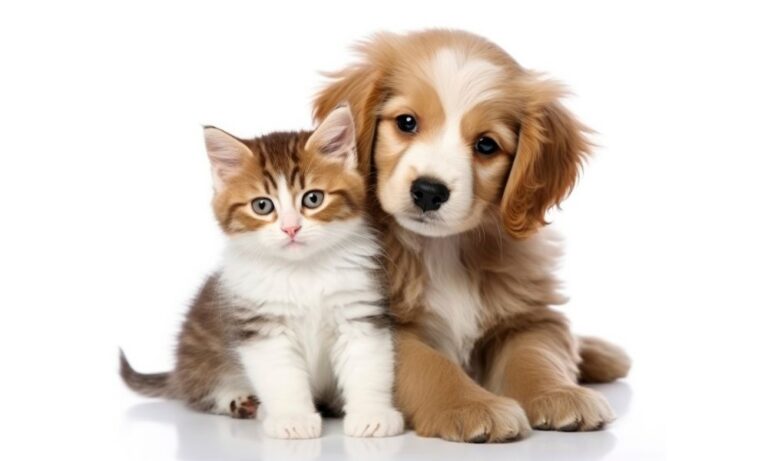 Complete Pet Care Starts with the Right Pet Shop in Dwarka