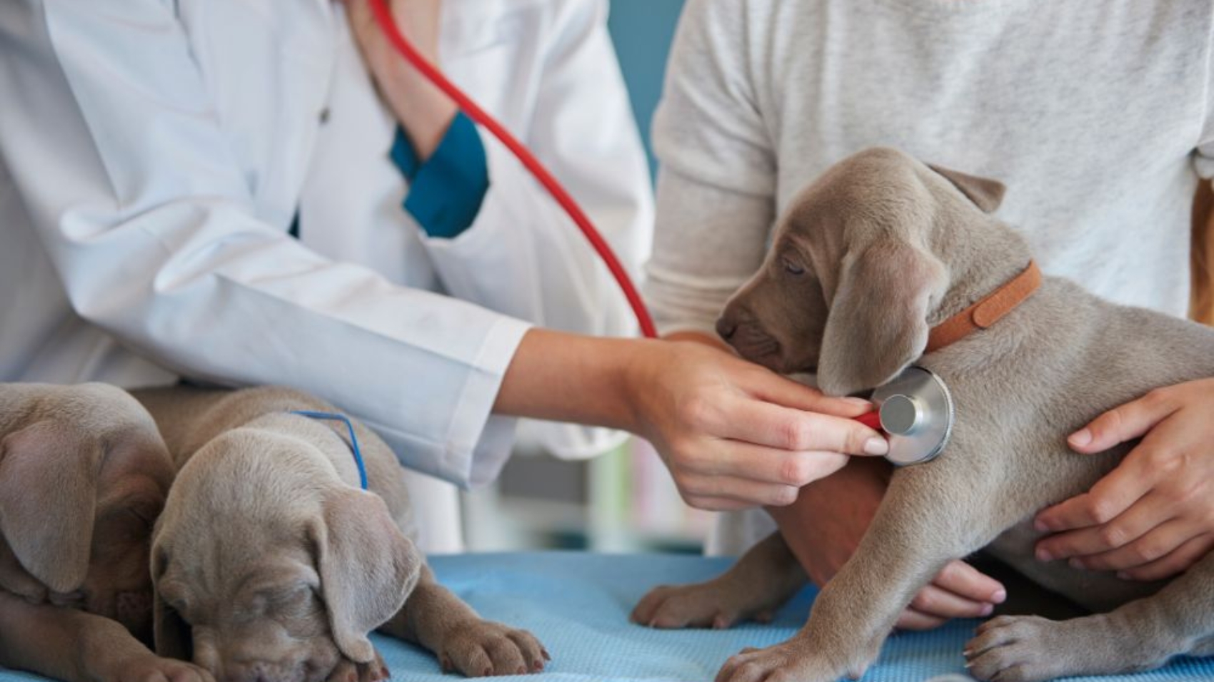 Pet Shop in Dwarka Your One-Stop Destination for Complete Pet Care